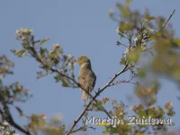 Spotvogel [Hippolais icterina]